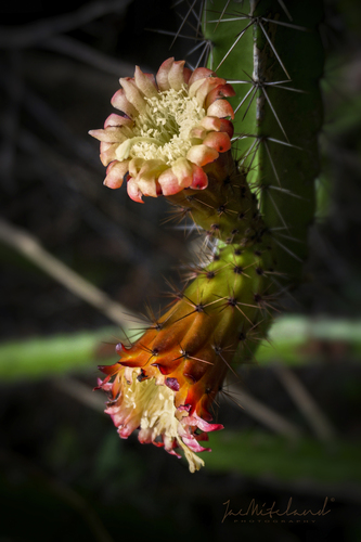 Leptocereus wrightii
