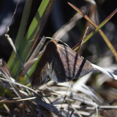 Argyrostrotis deleta