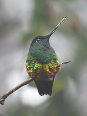 Coeligena bonapartei