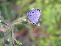 Pseudozizeeria maha okinawana