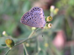 Pseudozizeeria maha okinawana