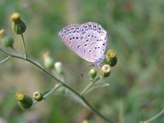 Pseudozizeeria maha okinawana