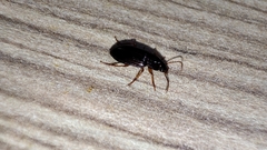 Harpalini