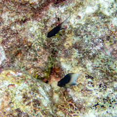 Stegastes partitus