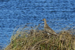 Calidris pugnax