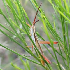 Mermiria picta