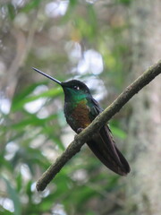 Coeligena bonapartei