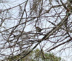 Setophaga coronata