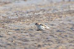 Plectrophenax nivalis