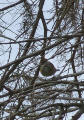 Setophaga coronata