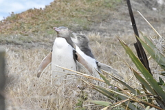 Megadyptes antipodes