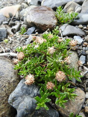 Baccharis nivalis