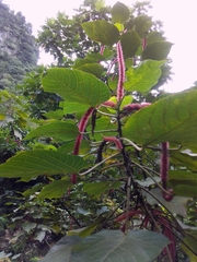 Acalypha hispida