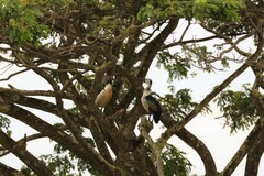 Sarkidiornis melanotos