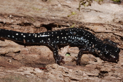 Plethodon mississippi