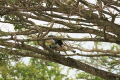 Sarkidiornis melanotos