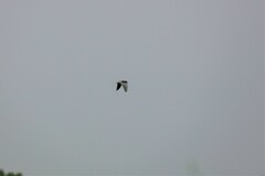 Elanus caeruleus vociferus