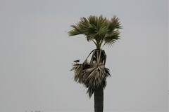 Elanus caeruleus vociferus