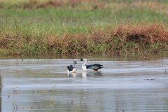 Sarkidiornis melanotos