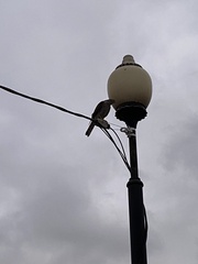 Accipiter nisus