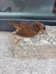 Troglodytes troglodytes