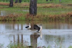 Sarkidiornis melanotos