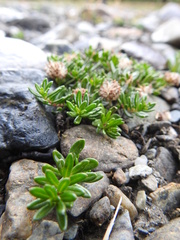 Baccharis nivalis
