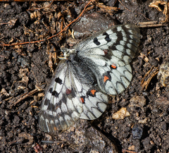 Parnassius ariadne