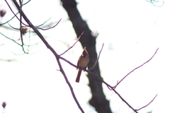 Cardinalis cardinalis