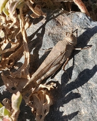Sphingonotus rubescens