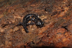 Plethodon mississippi