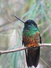 Coeligena bonapartei