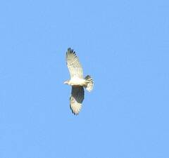 Circaetus gallicus
