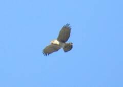 Circaetus gallicus