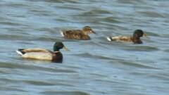 Anas platyrhynchos