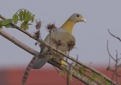 Treron phoenicopterus