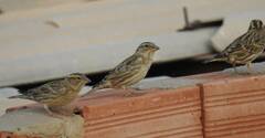 Petronia petronia