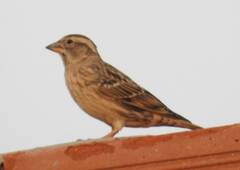 Petronia petronia