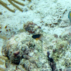 Stegastes partitus