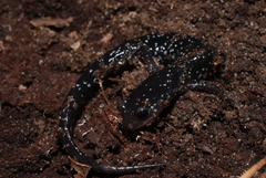 Plethodon mississippi
