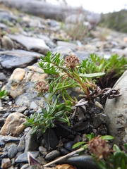Baccharis nivalis
