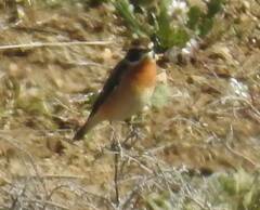 Saxicola rubetra