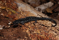 Plethodon mississippi