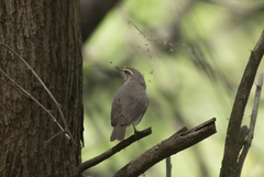 Phylloscopus griseolus