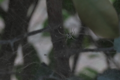 Cyrtophora cicatrosa