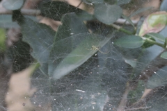 Cyrtophora cicatrosa