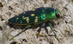 Lampetis tucumana