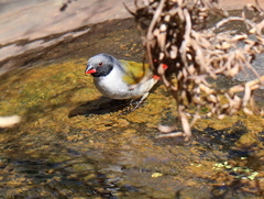 Coccopygia melanotis