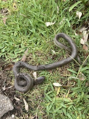 Lycodonomorphus inornatus