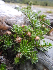 Baccharis nivalis